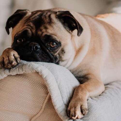 Pets Have a Home Here